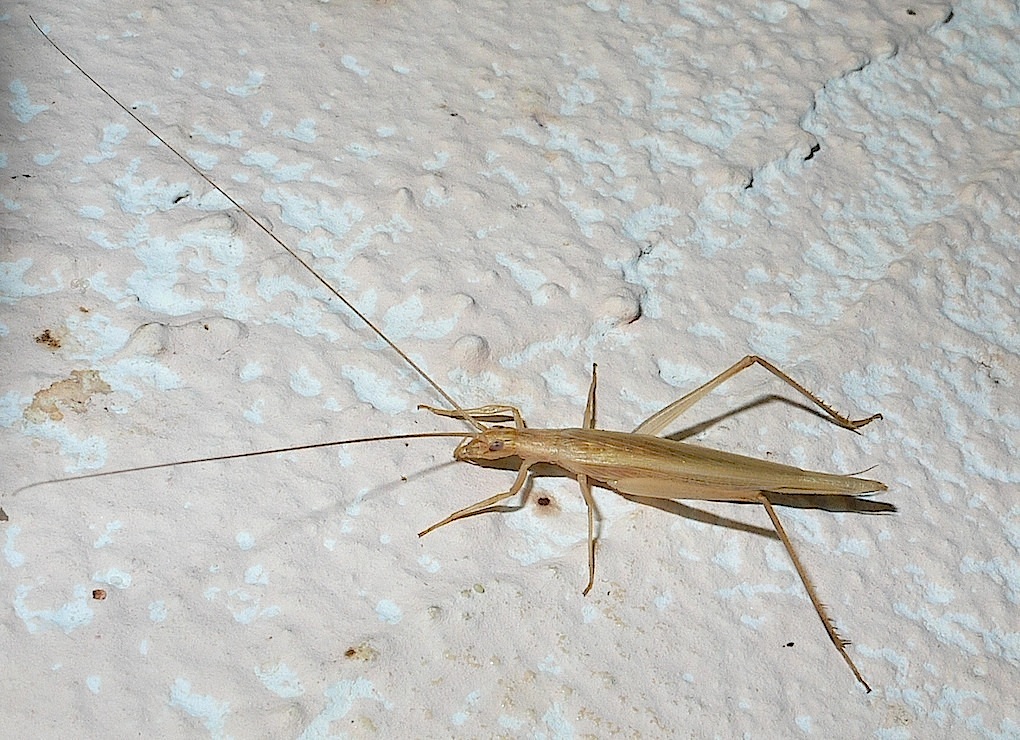 Femmina di Oecanthus sp. - (OT)